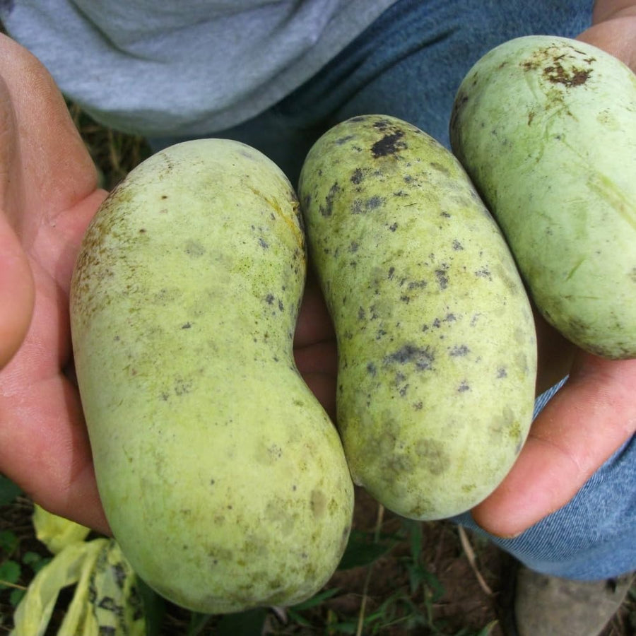 Pawpaw Tree Live Plant, Paw Paw Plant Live for Gardening, Fruit Gardening, Quart Potted
