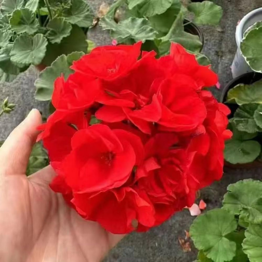 Red Geranium Plants Live, 2 Plants, Geranium Flower Plants, Size Plant 4 Inches
