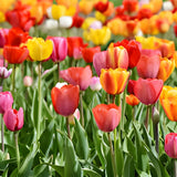10 Random Tulip Bulbs for Spring Planting, Cold Hardy, Mixed Tulip Color for Gardens, Borders