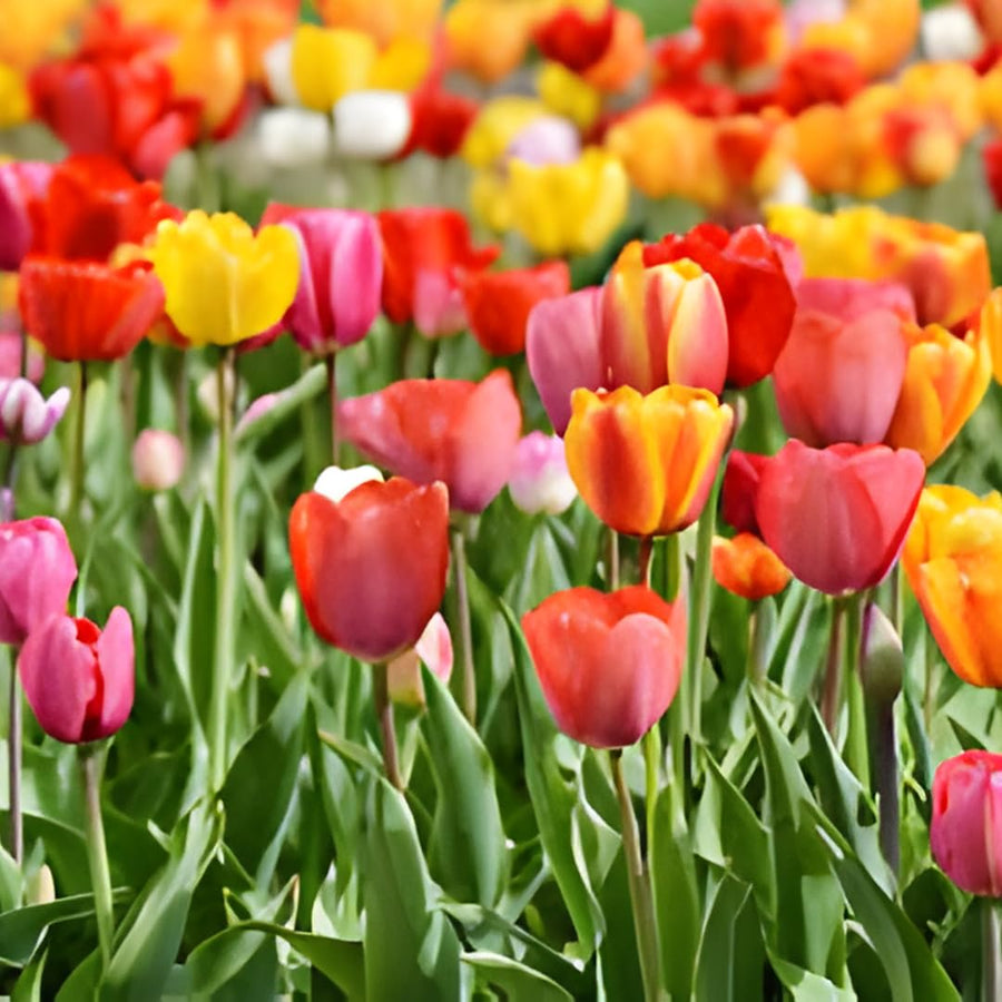 10 Random Tulip Bulbs for Spring Planting, Cold Hardy, Mixed Tulip Color for Gardens, Borders