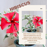 Snow Hibiscus Plant Live, Hardy Hibiscus Flowers Colorful Blooms for Outdoor Landscapes, 8-10 Inch Height, Hibiscus Shrubs, No Pot, Well-Rooted