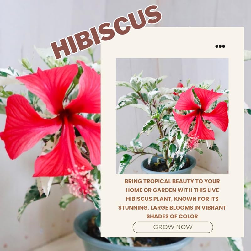 Snow Hibiscus Plant Live, Hardy Hibiscus Flowers Colorful Blooms for Outdoor Landscapes, 8-10 Inch Height, Hibiscus Shrubs, No Pot, Well-Rooted
