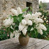 White Lilac Plants 12–18" Tall, Well Rooted Live Flowering Lilac Shrubs for Patio, Container and Backyard Landscaping