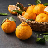 Ugli Tangelo Tree Live Plant, 3 Feet Tall Grafted Citrus Tree, Sweet Citrus Fruit Tree for Outdoor Planting, Orange Tree