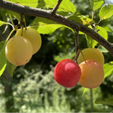 2 American Plum Plants Live for Planting, 12 to 18 Inc Tall, Bareroots, Pink Red Yellow Color Plum Tree Live Plant, Live Plum Tree Plant Live to Grow Outdoors
