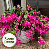 2 Christmas Cactus Plants Live, Holiday Blooming Indoor Plants Live Houseplants, Hanging Baskets Easy Care, Well-Rooted 5-8" Tall, No Pot, Bareroots, Single Stems (Purple Christmas Cactus)