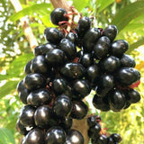 Jamun Plum Bush Live Plant, 2.5 Feet Tall in 1 Gallon Pot, Black Plum Plants for Outdoor Planting, Sweet Jambul Trees, High Yielding, Ready to Fruit