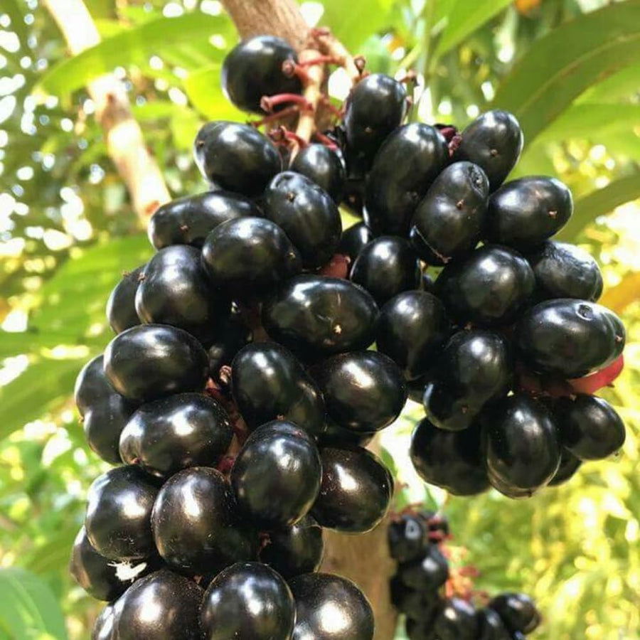 Jamun Plum Bush Live Plant, 2.5 Feet Tall in 1 Gallon Pot, Black Plum Plants for Outdoor Planting, Sweet Jambul Trees, High Yielding, Ready to Fruit