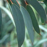 Fragrant Starter Eucalyptus Tree Plant Live, 5-8 Inches Tall, Dormant, Fragrant Leaf for Home Decor, Ready for Transplant (Lemon)