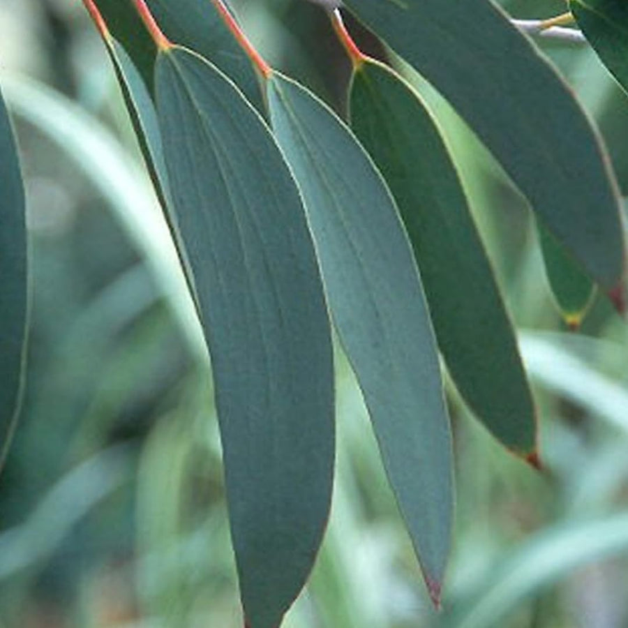 Fragrant Starter Eucalyptus Tree Plant Live, 5-8 Inches Tall, Dormant, Fragrant Leaf for Home Decor, Ready for Transplant (Lemon)