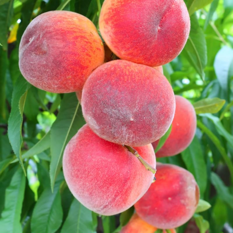 Sweet Red Color Peach Tree Live Plant, 12-18" in Tall, Cold Hardy in Gallon Pot for Planting, Outside Planting, No CA