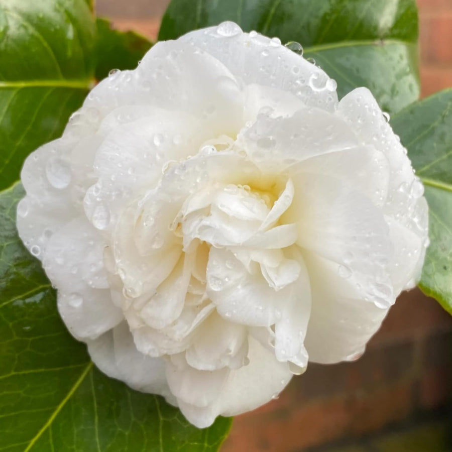 Camellia Plant Live, Camellia Flower Shrub, Well-Rooted in Pot, Cold Hardy Plant for Indoor Outdoor, 8-12'' Tall (White)