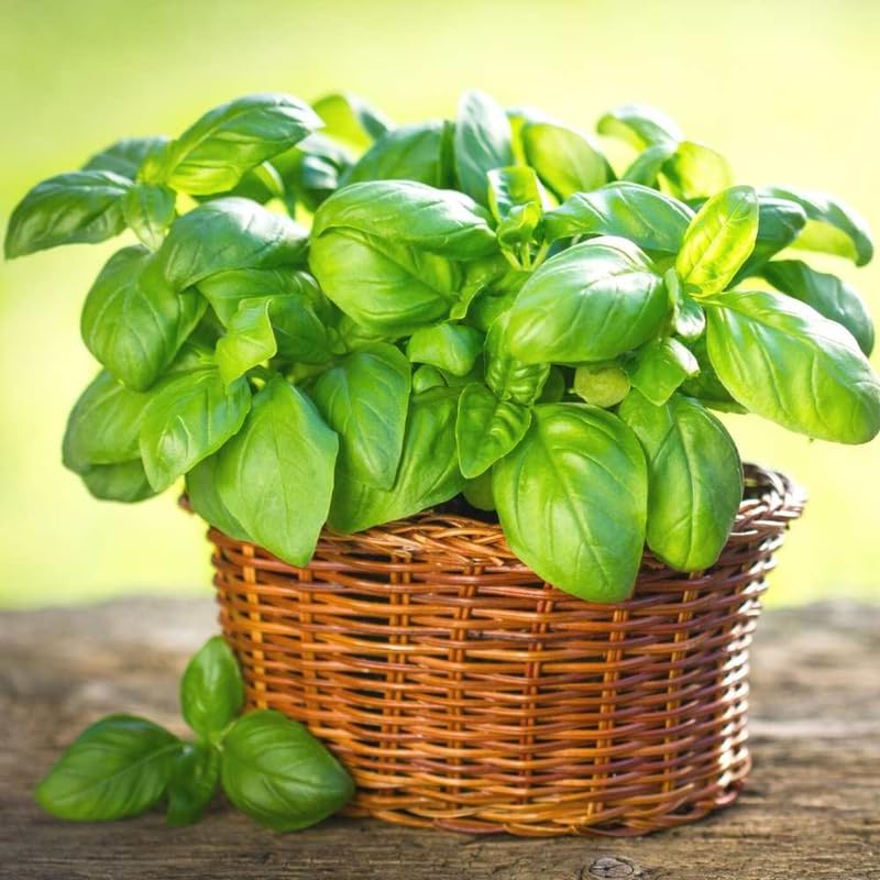 Sweet Basil Herb Plant Live, 8-10 Inch Tall, in 4" Pot, Fresh Culinary Herb for Indoor or Outdoor Growing