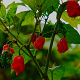 Carolina Reaper Live Pepper Plant, 4 Inch Pot, 3-6 Inch Tall Plant, Super Hot Chili Pepper for Home Gardens, Vegetable Growing and Harvesting