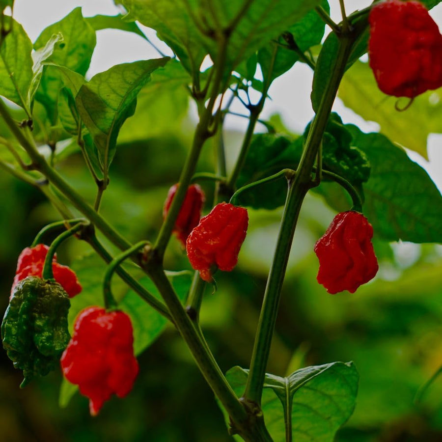 Carolina Reaper Live Pepper Plant, 4 Inch Pot, 3-6 Inch Tall Plant, Super Hot Chili Pepper for Home Gardens, Vegetable Growing and Harvesting