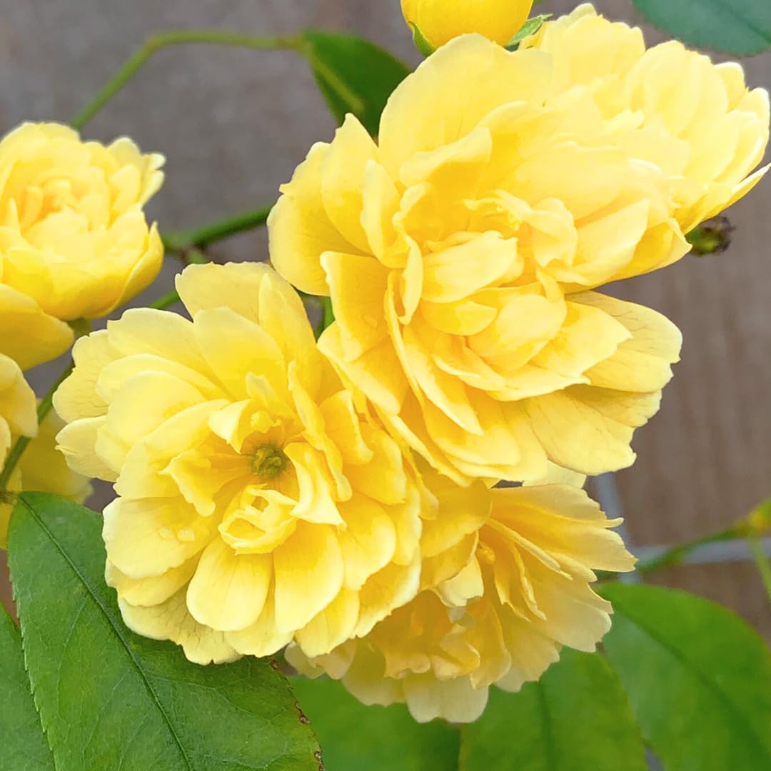 Bright Yellow Sunrosa Rose Live Plant, Fragrant Rose Bush Ready to Plants, Zone 5 to 9, Size 5 to 7 Inches and Bare Root