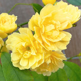 Bright Yellow Sunrosa Rose Live Plant, Fragrant Rose Bush Ready to Plants, Zone 5 to 9, Size 5 to 7 Inches and Bare Root