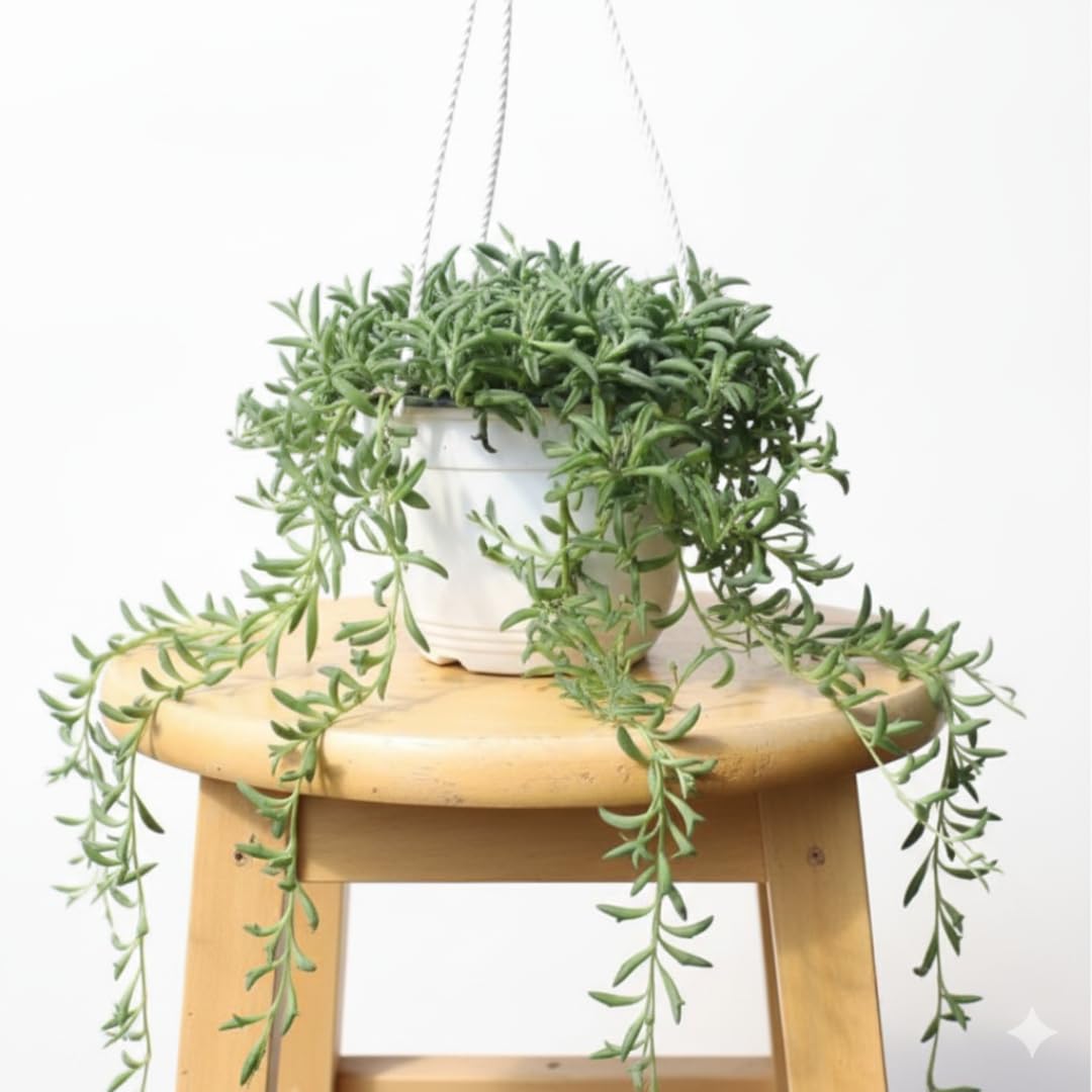 Live String of Dolphins Plant, Succulent Plant, 4 Inch Pot for Indoor or Outdoor Growing