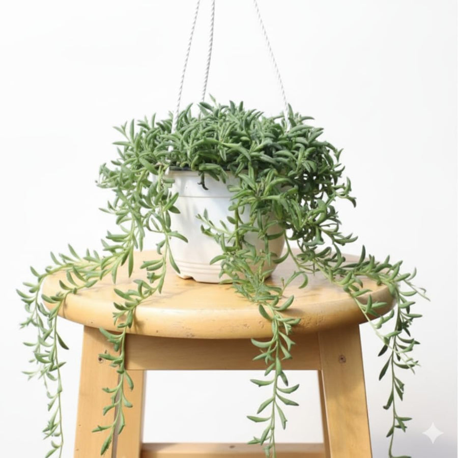 Live String of Dolphins Plant, Succulent Plant, 4 Inch Pot for Indoor or Outdoor Growing