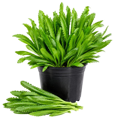 Culantro Live Plant 4 Inches Tall in 4 Inch Pot, Culantro Herb Plant Live, Green Foliage for Indoor Outdoor Growing