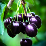 1 Year Old Black Cherry Trees Live Plants, 6-14" in Tall, Wild Cherry Fruit Trees for Outdoor Growing