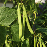 Green Bean Plant Live, Bean Live Plant, 4-6 Inches Tall in 4" Pot, Starter Plant for Vegetable Garden