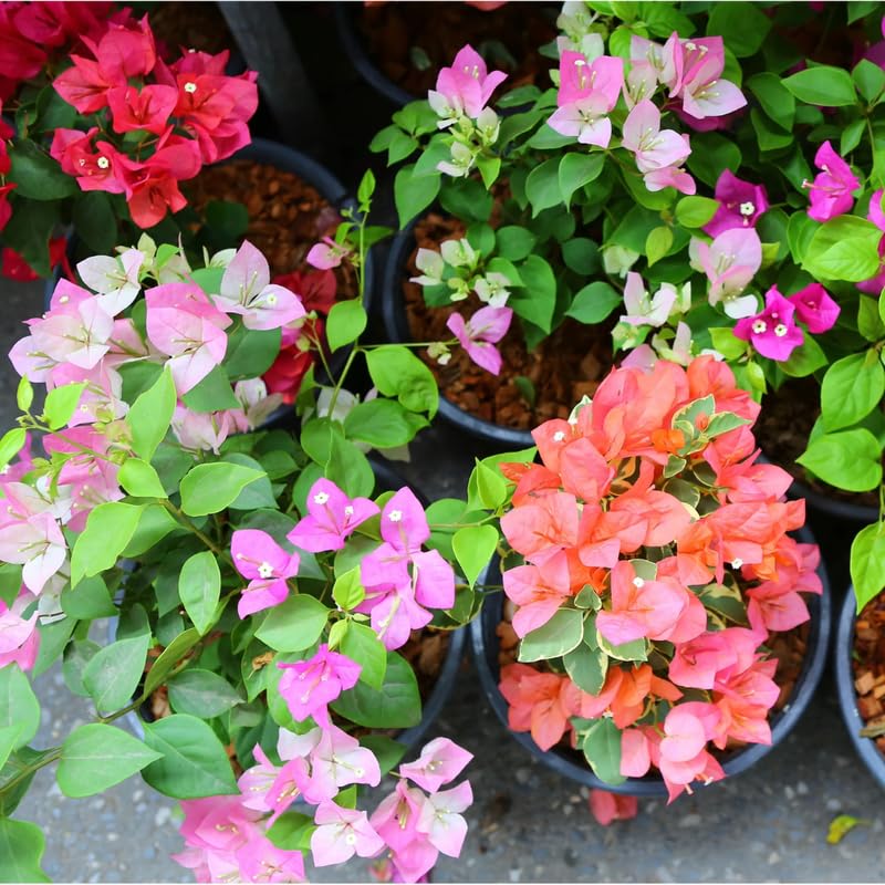 2 Trailing Bougainvillea Plants Live, Hardy Flowering Bougainvillea Plants for Hanging Basket, Container Growing, 4-8 Inches Tall (Mixed)
