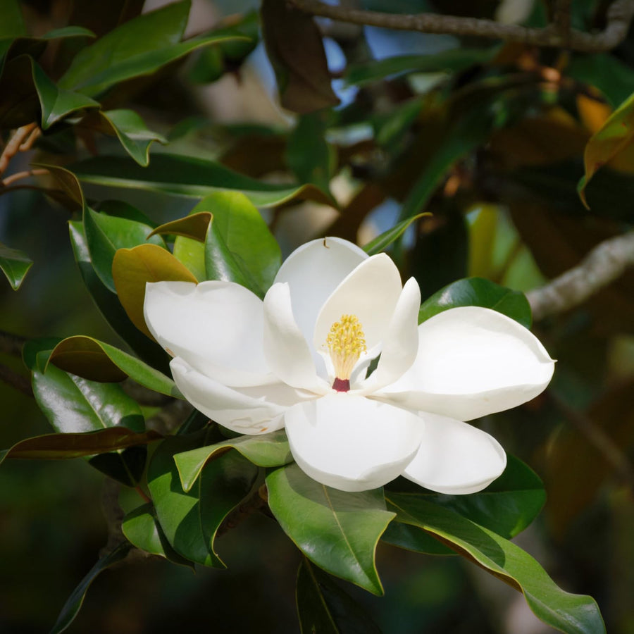 Sweetbay Magnolia Plant Live 8-14 Inch Tall, Fragrant Magnolia Bush Live Plant, Magnolia Flowers for Enhancing Your Garden