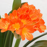 Orange Clivia Plant Live, Clivia Flowering Houseplant in 6 Inch Pot, Perennial Flowering Plant for Containers, Patios, and Indoors