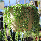 Green String of Pearls Plant Live, Trailing Succulent Vine, Indoor Hanging Houseplant, 4 Inch Pot
