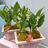 6 Lily of The Valley Roots, Fragrant May Lilies Rhizomes for Early Spring Bloom, Perennial, Cold Hardy, Outdoor Garden