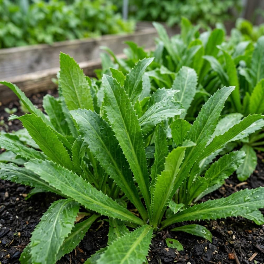Culantro Plant Live, Culantro Plant for Planting, 4 Inc Tall, Fragrant Culinary Herbs for Container, Indoor Outdoor Garden