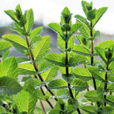 4 Well-Rooted Peppermint Plants for Planting, Easy to Plant, Fragrant Herb - Zone 5 to 9