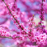 Eastern Redbud Tree Live, 1-2 Year Old, Pink Purple Redbud Plant 16-24” Tall, Hardy Flowering Landscape Trees