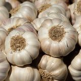 4 Music Garlic Bulbs for Planting, Large Heirloom Hardneck Seed Garlic, High Yield, Cold Hardy Fall Planting