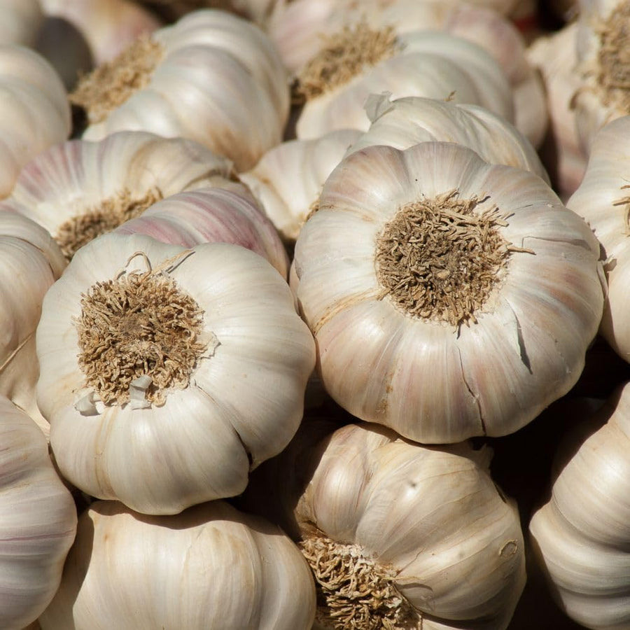 4 Music Garlic Bulbs for Planting, Large Heirloom Hardneck Seed Garlic, High Yield, Cold Hardy Fall Planting