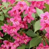 2 Pink Weigela Plant Live Tree in 4-Inch Pot, 6–9 Inches Tall, Hardy Ornamental Weigela for Garden, Patio, or Outdoor Landscaping
