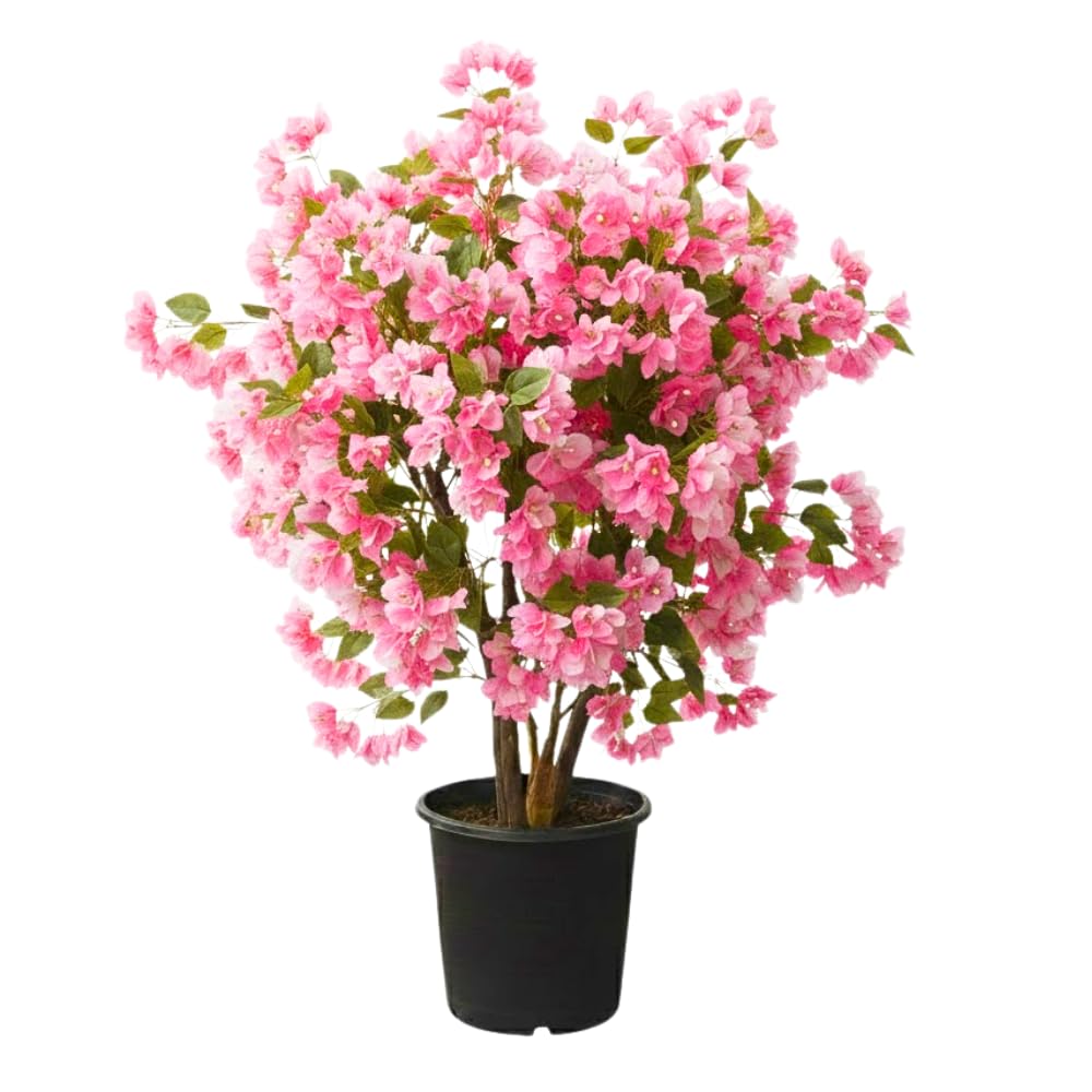 Bougainvillea Plant Live, Bougainvillea Flower Plants, Trailing Flowering Vines, Vibrant Blooms, 4-7 Inches Tall in 4 Inch Pot for Growing (White Pink)