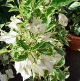 2 White Variegated Bougainvillea Plants Live, Perennial Bougainvillea Flowers Vine, Outdoor Garden Planting 5-9 Inches