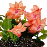 Orange Thanksgiving Cactus in 4" Pot for Spring Planting, Indoor Outdoor Home Decor