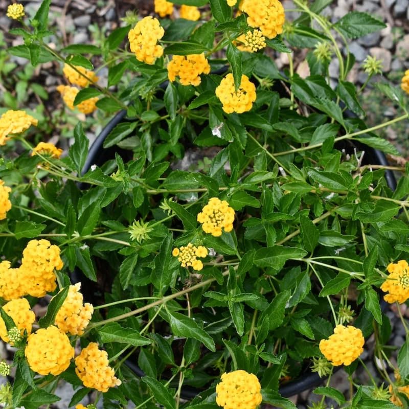 Pack 2 Lantana Live Plants, Yellow Trailing Lantana Flowering Plants 4-8 Inches, Ready to Plant Outdoor