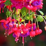 Set 2 of Hardy Fuchsia Plants Live Hanging Basket, 4 to 6 Inc Long, Blue Eyes Fuchsia Live Plant Gardening Planting