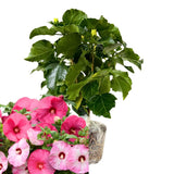 Hibiscus Flower Plant, Hibiscus Plants Live, Tropical Hibiscus Plant, Giant Mix, Zone 10 to 12, Size 5 to 7 Inch Tall