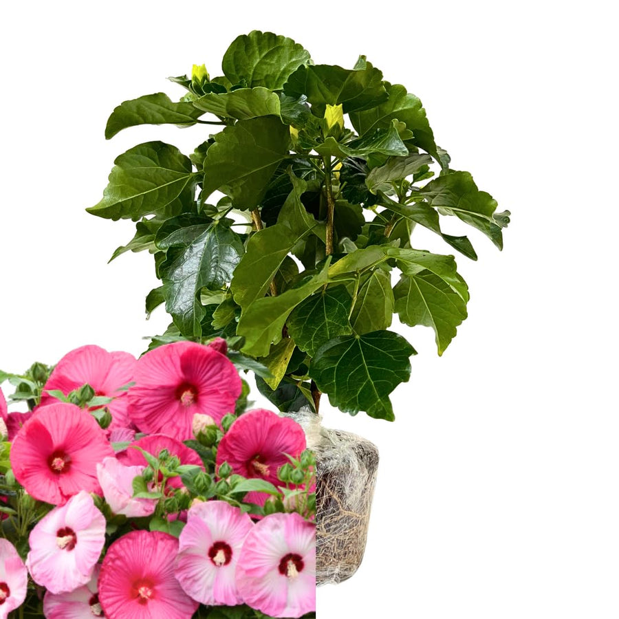 Hibiscus Flower Plant, Hibiscus Plants Live, Tropical Hibiscus Plant, Giant Mix, Zone 10 to 12, Size 5 to 7 Inch Tall