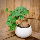 2.5"-3" Already Sprouts Stephania Cephalantha Plant Bulb, Medium Size Caudex, Rare Succulent with No Hair Roots, Home Decor, Houseplant, Cold Hardy