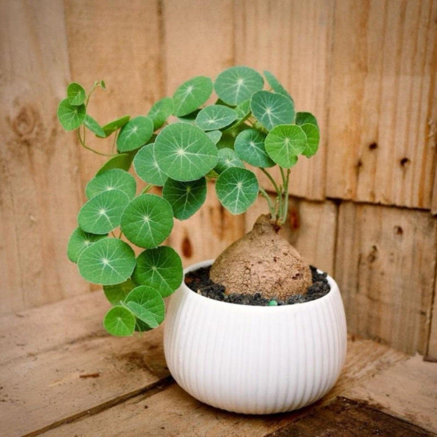 2.5"-3" Already Sprouts Stephania Cephalantha Plant Bulb, Medium Size Caudex, Rare Succulent with No Hair Roots, Home Decor, Houseplant, Cold Hardy