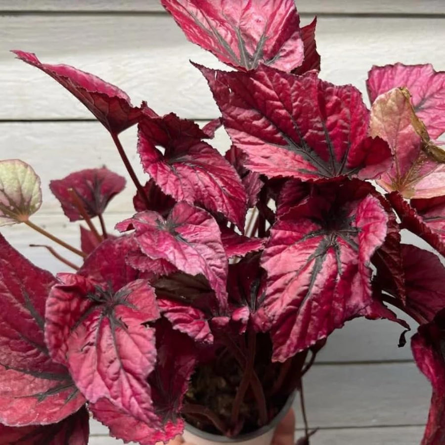 Pack 3 Burgundy Begonia Plants, Begonia Houseplant Well Rooted, 3 to 5 Inches