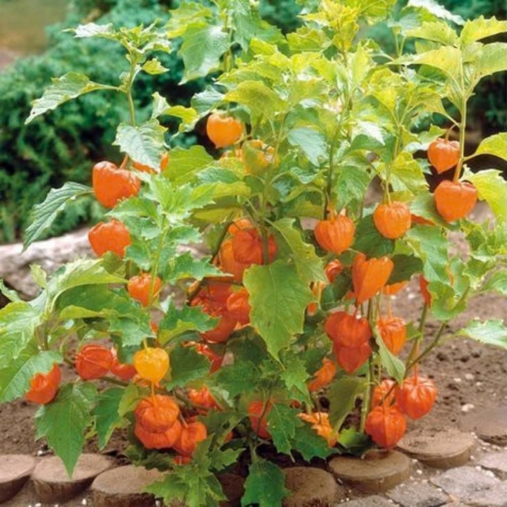 Cape Gooseberry Plant Live in 4'' Pot, 8-10 Inch Tall, Hardy Gooseberry Live Plant for Outdoor Planting, Sweet Golden Berry Fruit Plant, Well-Rooted