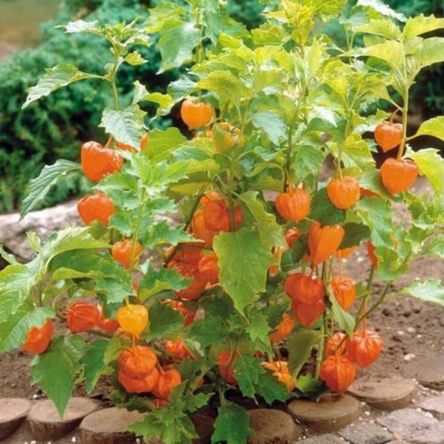 Cape Gooseberry Plant Live in 4'' Pot, 8-10 Inch Tall, Hardy Gooseberry Live Plant for Outdoor Planting, Sweet Golden Berry Fruit Plant, Well-Rooted