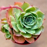 Aeonium Succulents Plant Live, Aeonium Plant in 4 Inc Pot (Yellow Green)